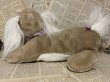 画像3: Puppy Surprise/Plush(90s) FO-073 (3)