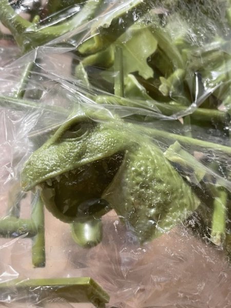 画像5: Godzilla/Plastic Model Kit(70s/Monogram/MIB) MT-268 (5)