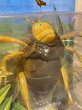 画像2: A Bug's Life/Action Figure(Enemy Molt/MOC) DI-097 (2)