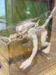 画像2: Aliens/Action Figure(00s/Neomorph Alien/MOC) MO-389 (2)