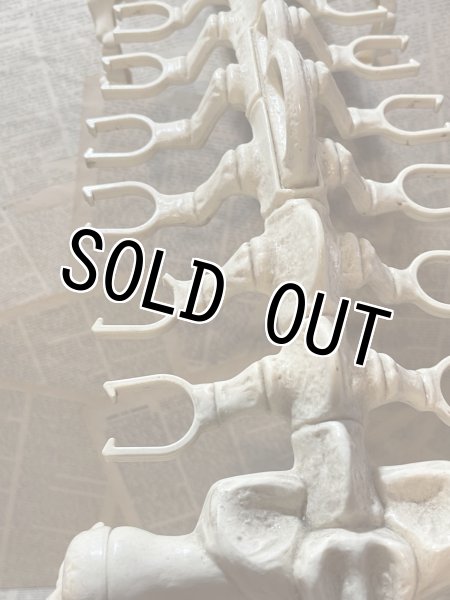 画像5: MOTU/Battle Bones(80s) FA-294 (5)