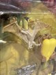 画像3: The Lost World/Action Figure(Nick Van Owen/MOC) MO-499 (3)