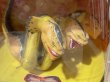画像2: Hercules/Action Figure(Hydra/MIB) FA-437 (2)